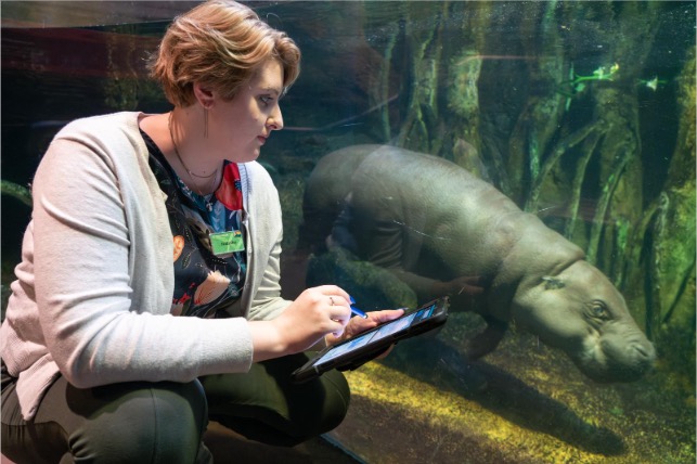 zoomonitor being used and hippo swimming